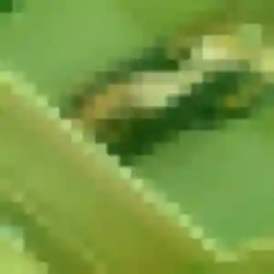 Flavia (24 ans) à Saint-Pée-sur-Nivelle cherche un rencontre sexy aujourd'hui